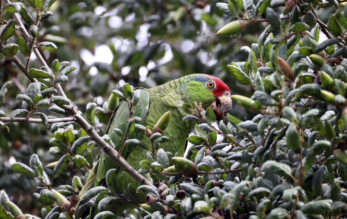 Red-crowned Amazon - ML642114176