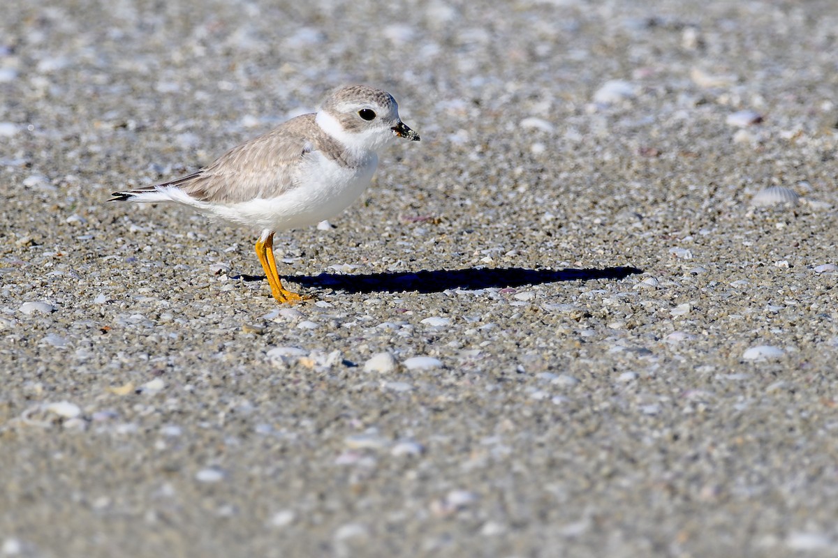 Piping Plover - ML642114177