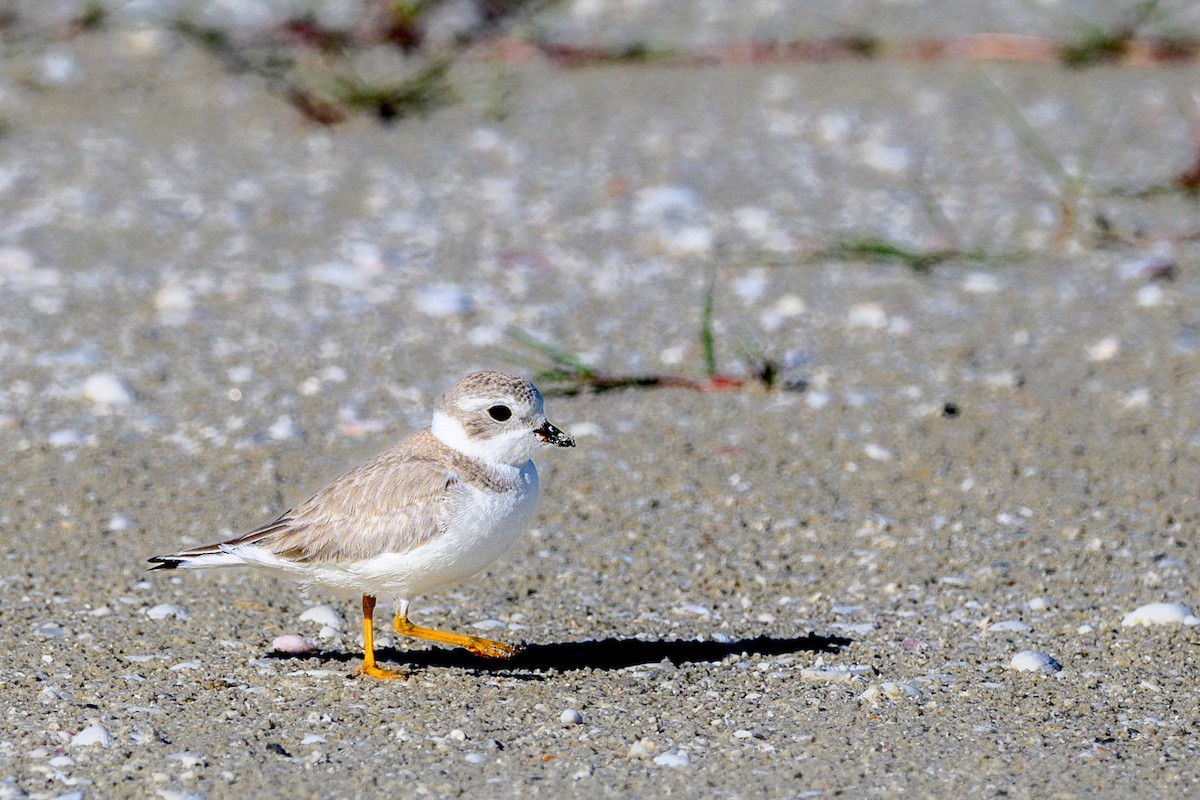 Piping Plover - ML642114178