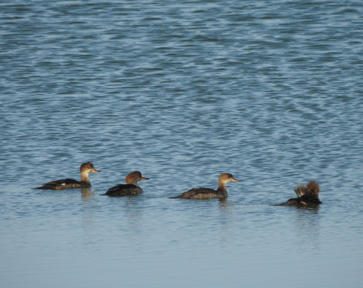 Hooded Merganser - ML642114181