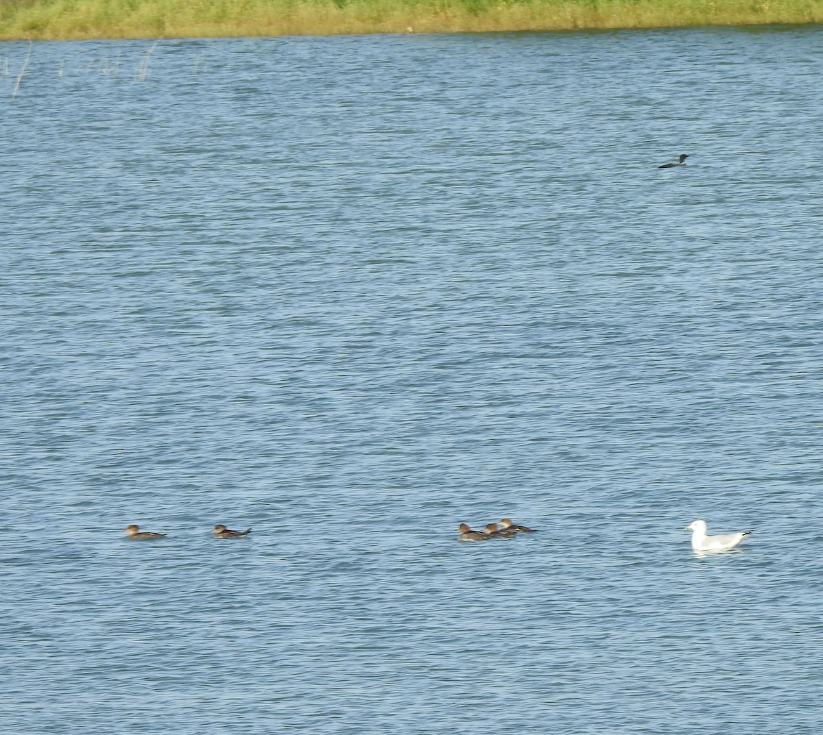 Hooded Merganser - ML642114182