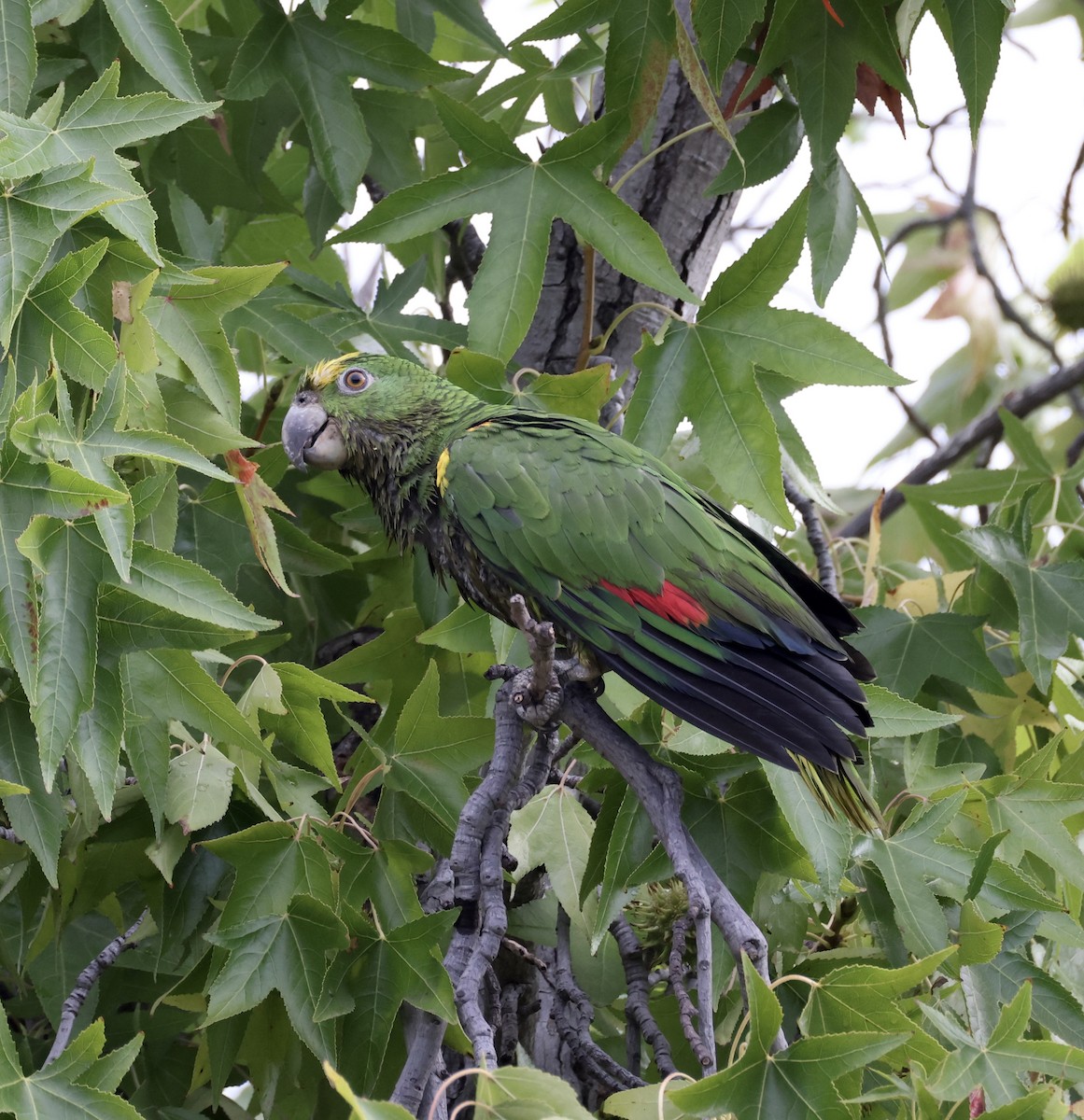 Yellow-headed Amazon - ML642114183