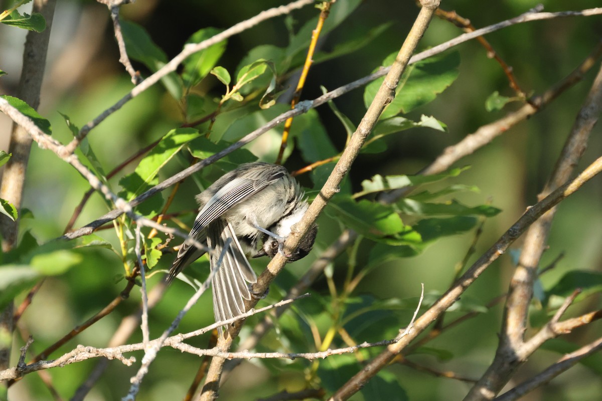 Black-capped Chickadee - ML642114184