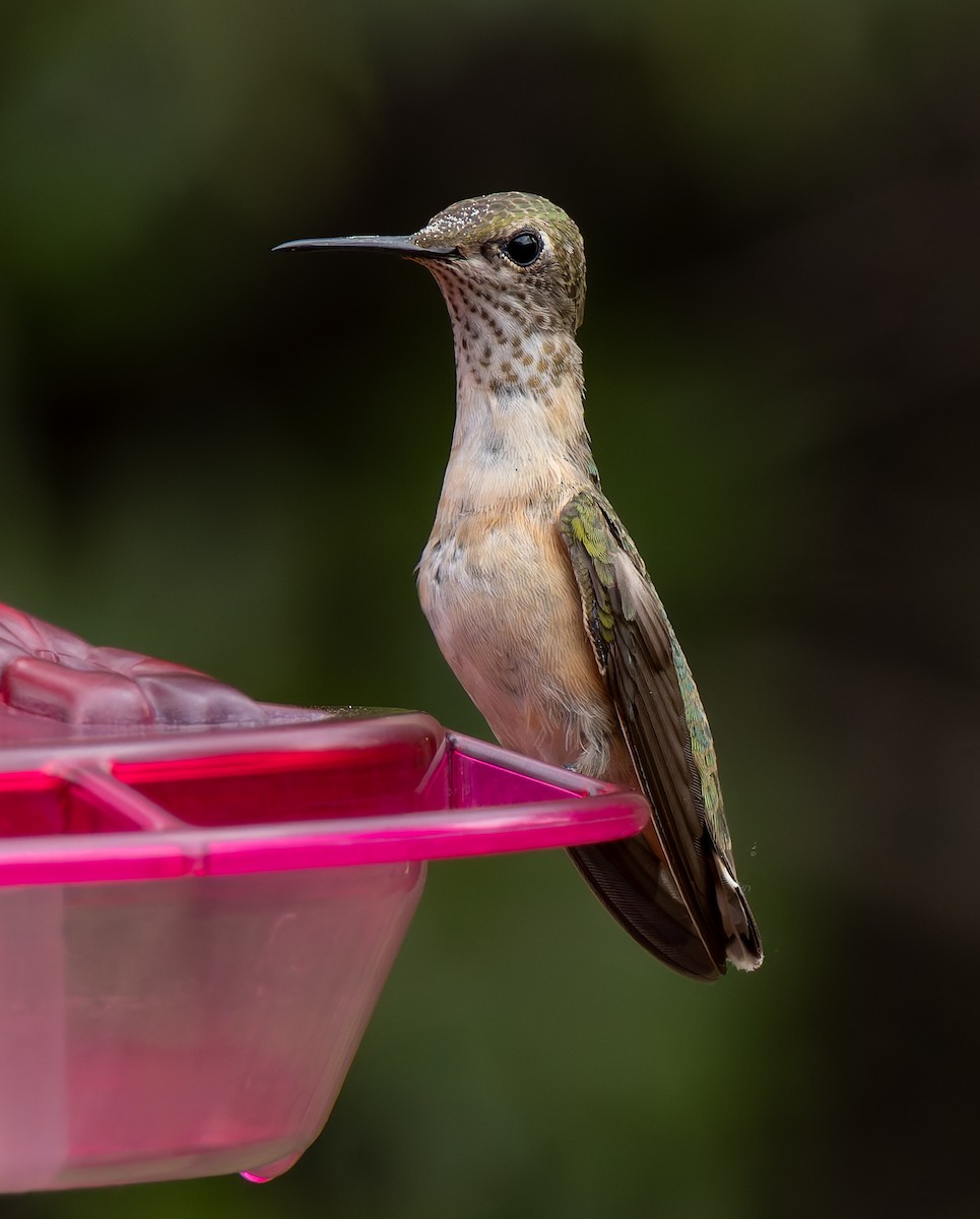 Calliope Hummingbird - ML642114185