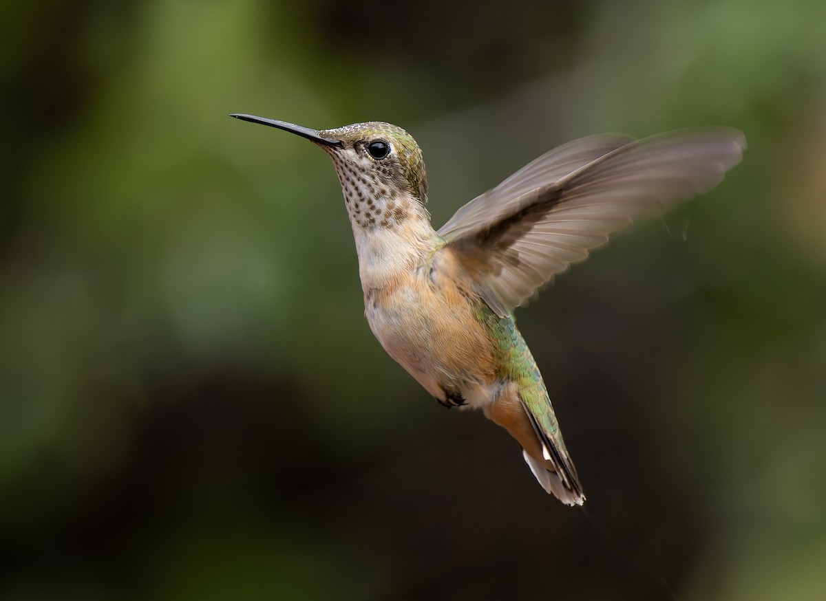 Calliope Hummingbird - ML642114186
