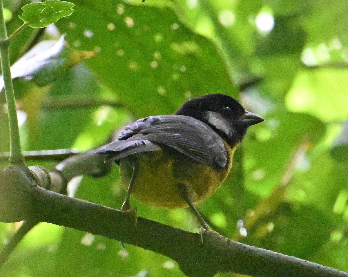 Santa Marta Brushfinch - ML642114187