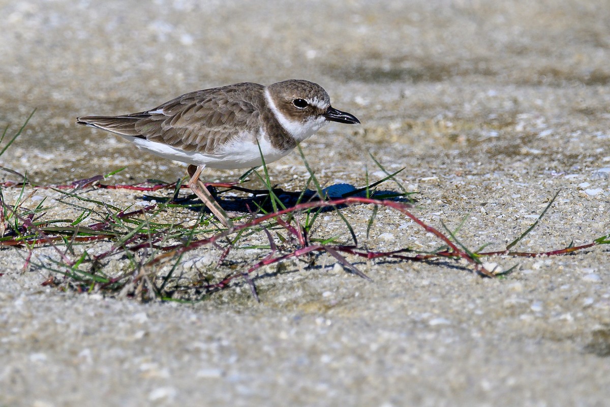 Wilson's Plover - ML642114192