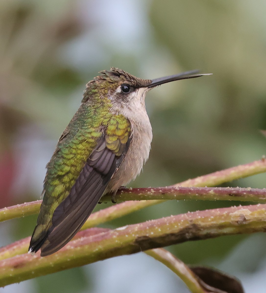 Ruby-throated Hummingbird - ML642114195