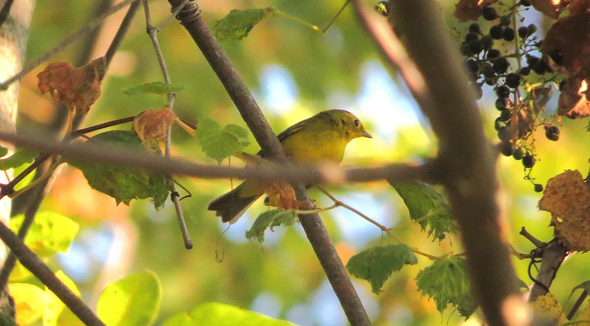 Wilson's Warbler - ML642114196