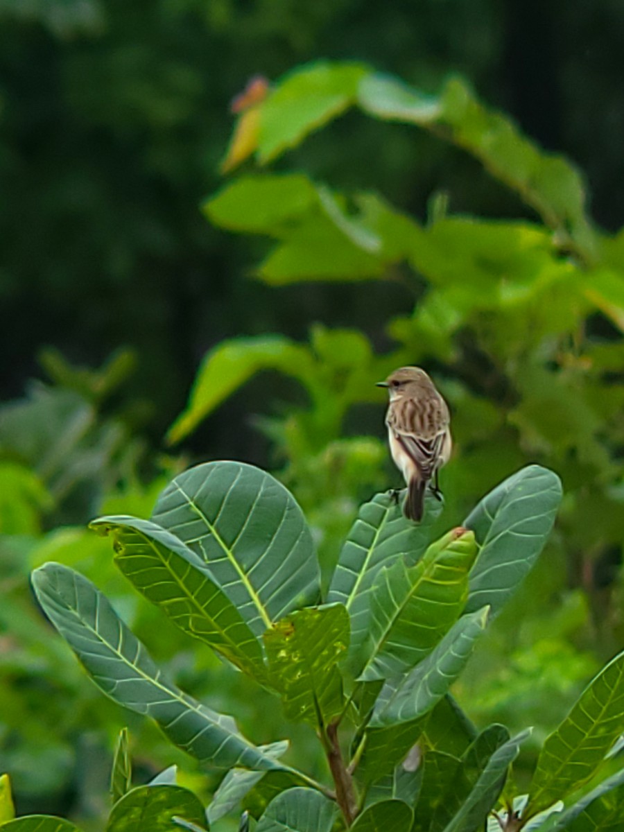 Siberian Stonechat - ML642114197