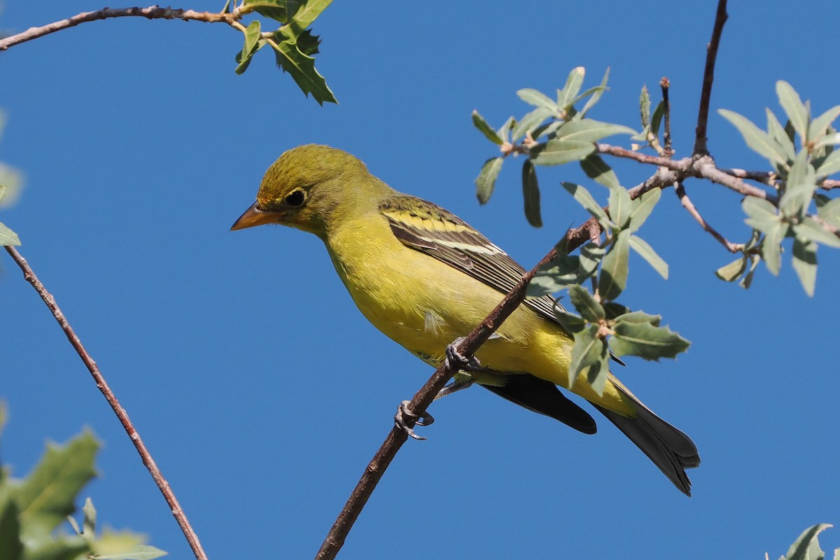 Western Tanager - ML642114198