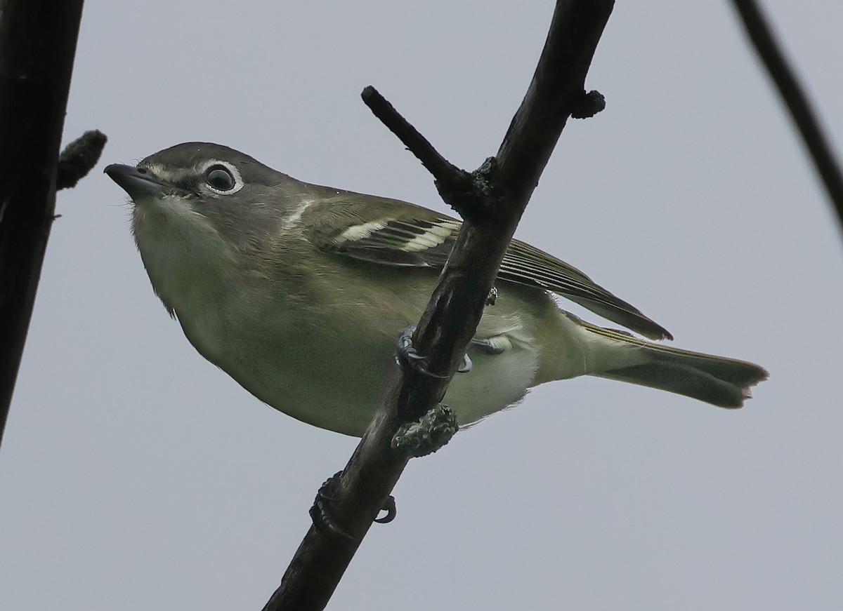 Blue-headed Vireo - ML642114200