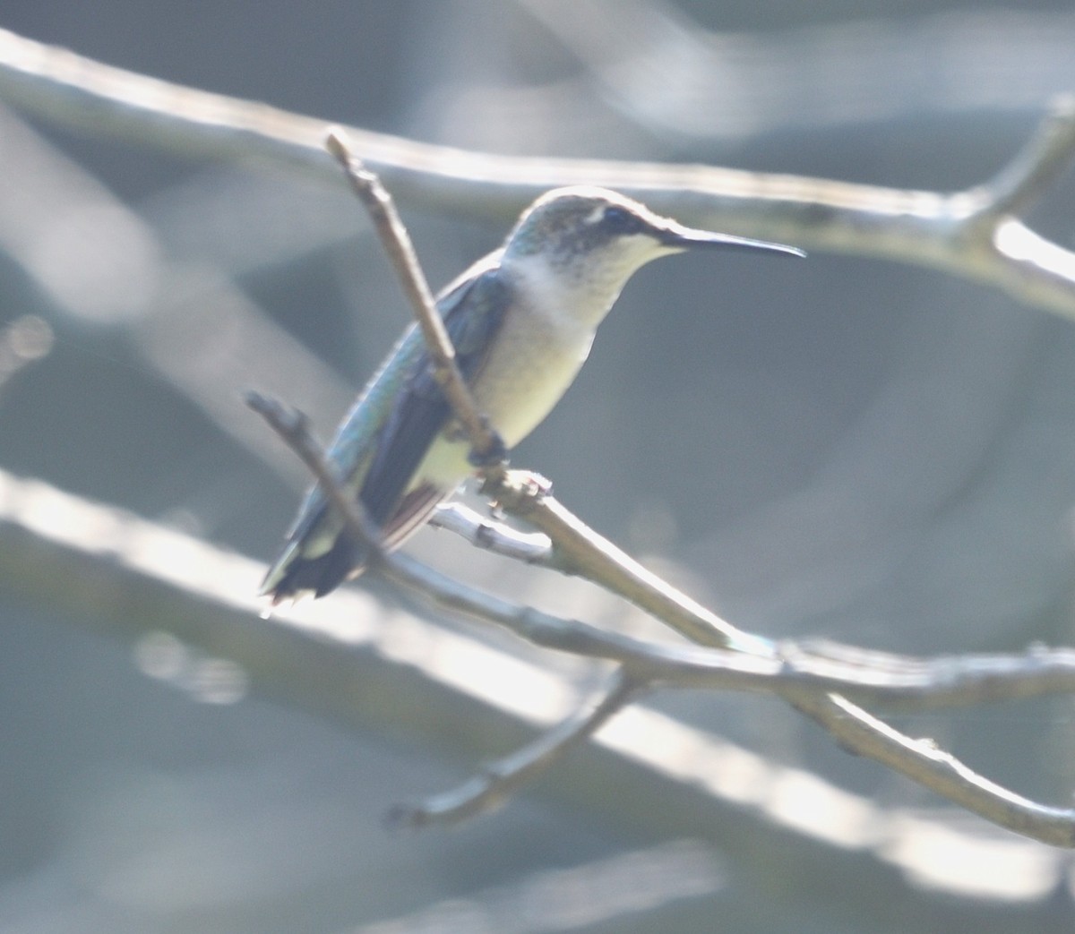 Ruby-throated Hummingbird - ML642114203