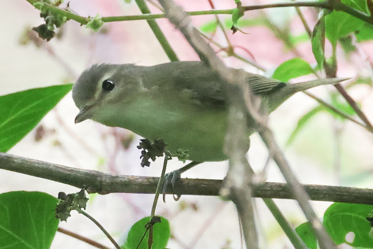 sangvireo - ML642114207