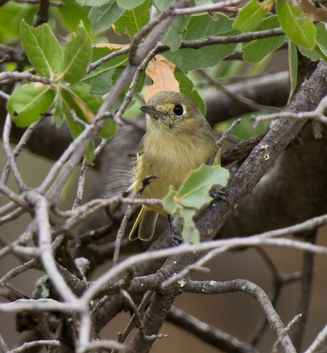 Vireo de Hutton - ML642114210