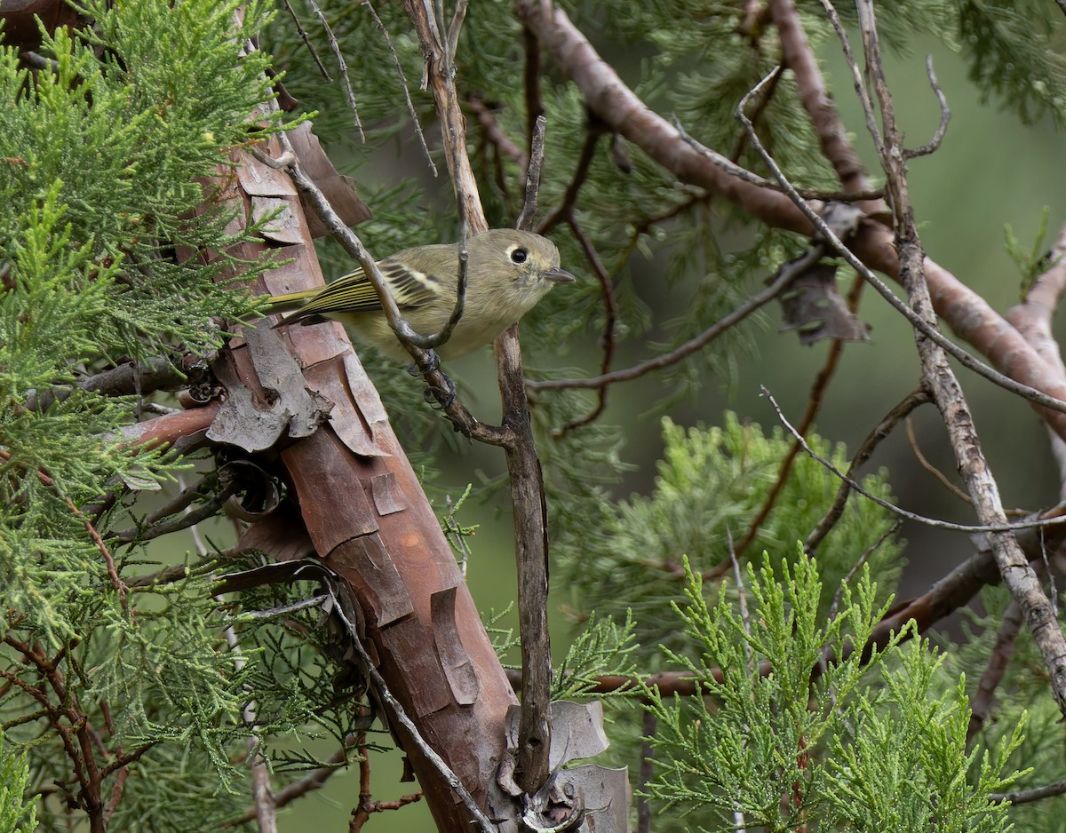 Vireo de Hutton - ML642114211