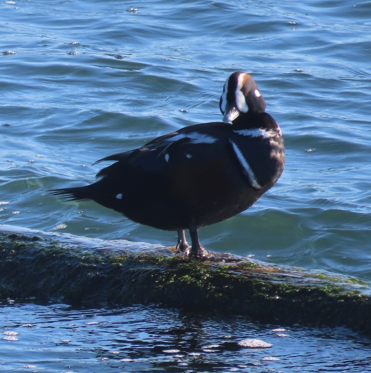 Harlequin Duck - ML642114228
