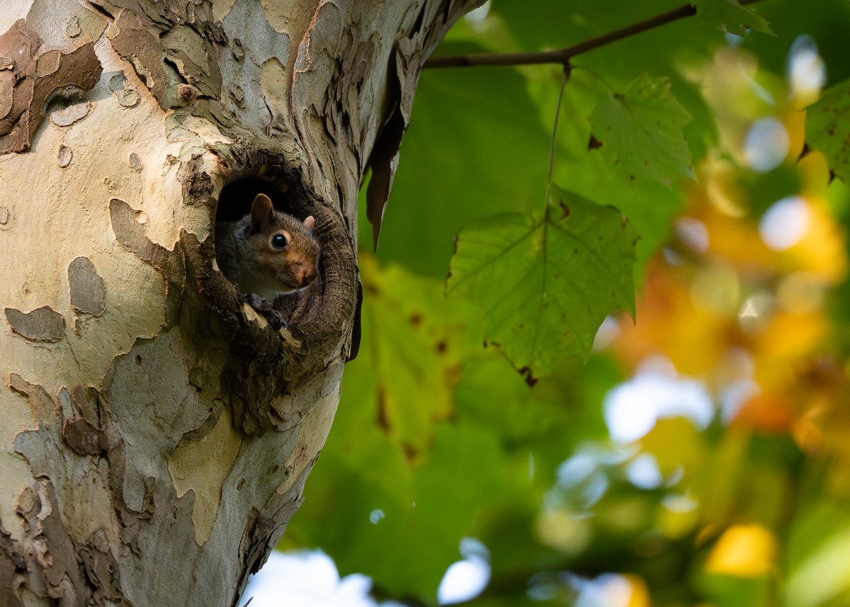Eastern Gray Squirrel - ML642114229