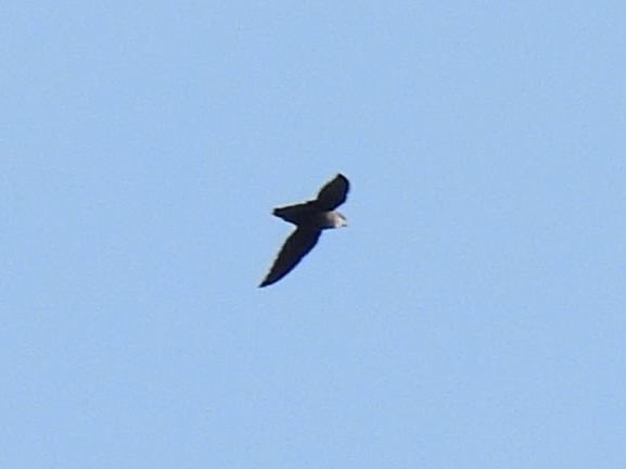 Chimney Swift - ML642114232