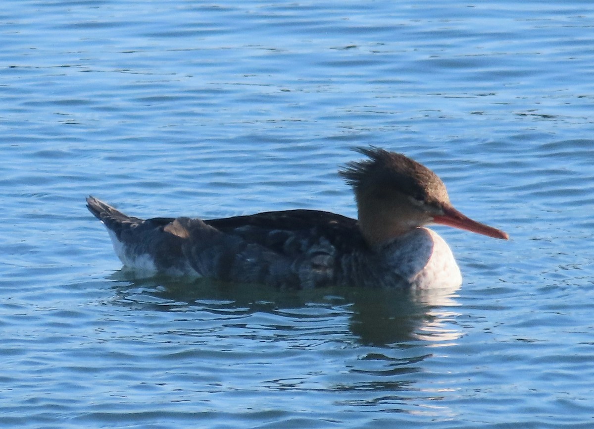מרגון בינוני - ML642114233