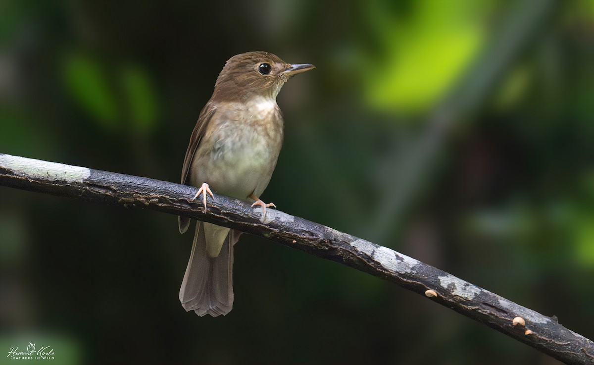 Nicobar Jungle Flycatcher - ML642114246