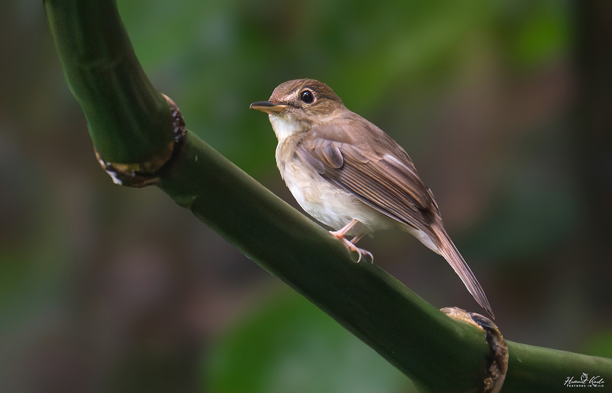 Nicobar Jungle Flycatcher - ML642114248