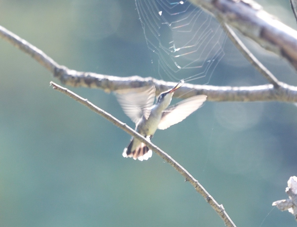 Ruby-throated Hummingbird - ML642114249