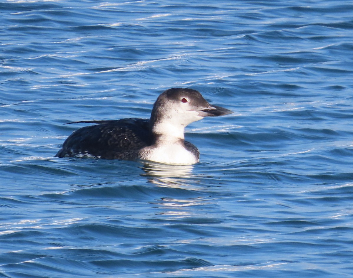 צוללן צפוני - ML642114252