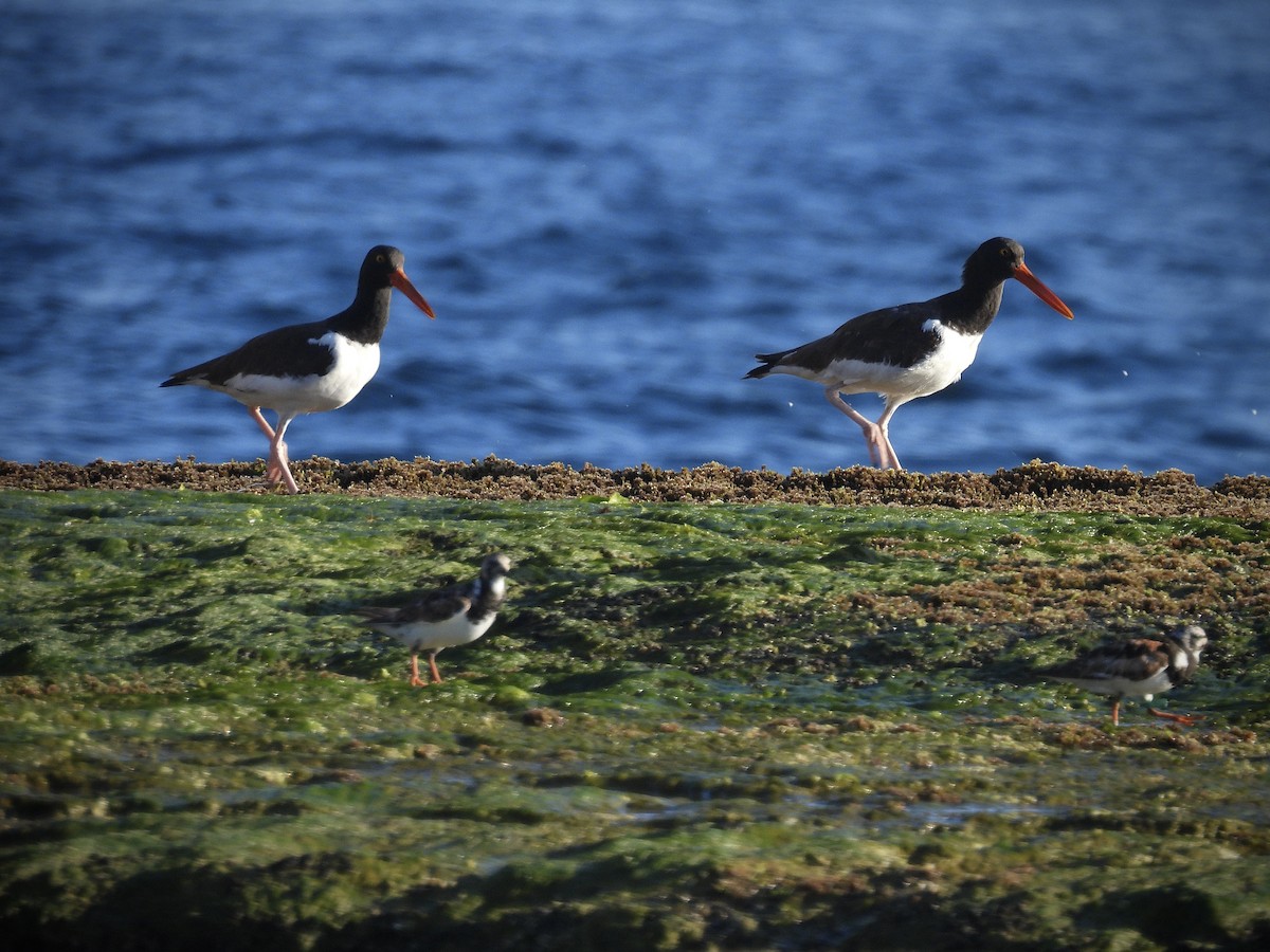 American Oystercatcher - ML642114257