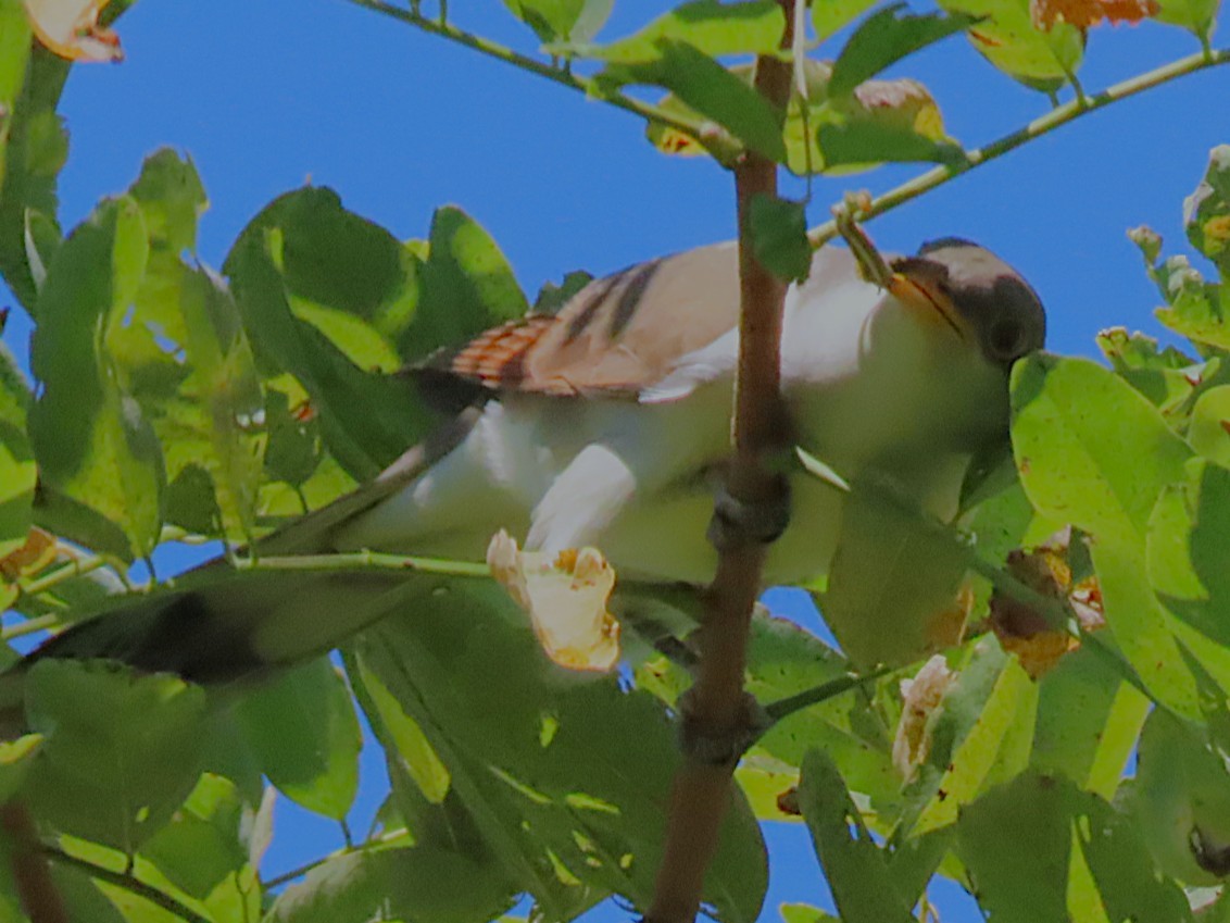 Yellow-billed Cuckoo - ML642114262
