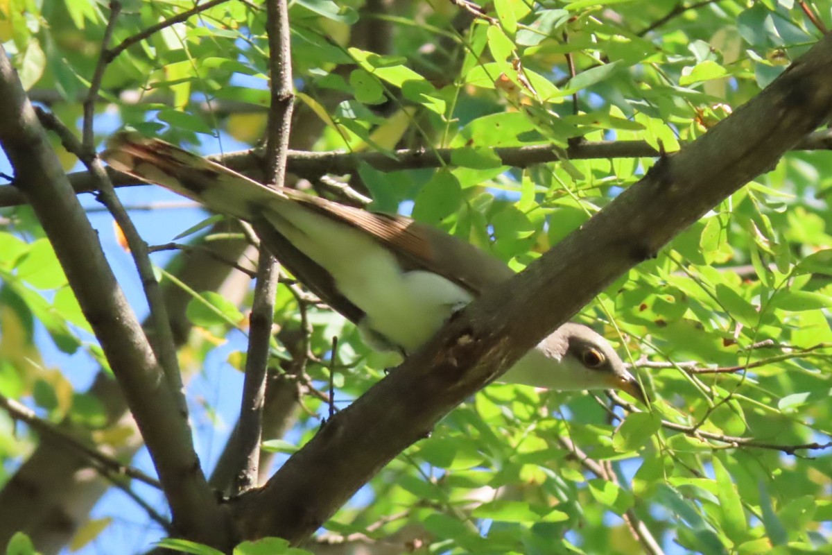 Yellow-billed Cuckoo - ML642114263