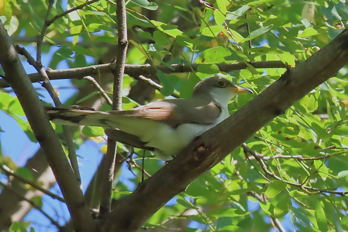 Yellow-billed Cuckoo - ML642114264