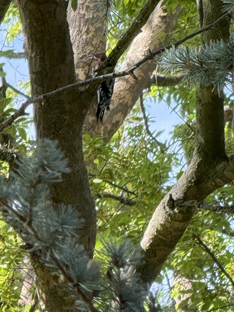 Red-breasted Sapsucker - ML642114285