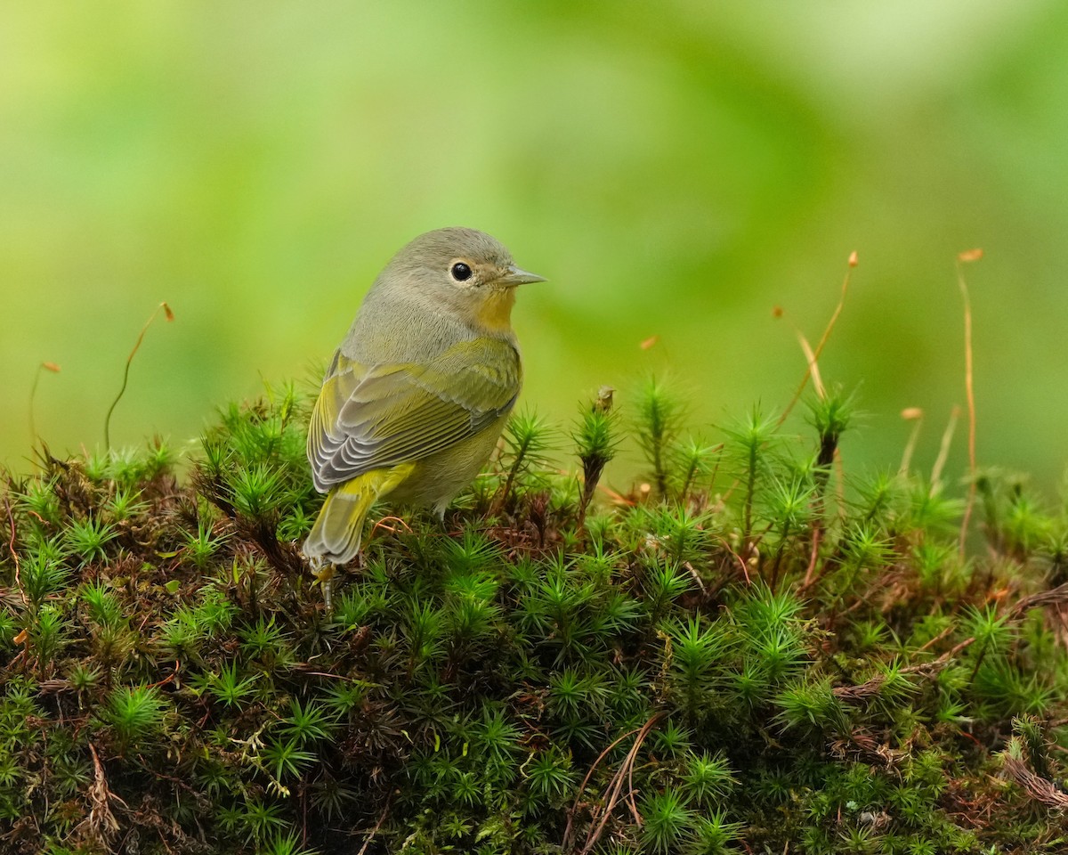 Nashville Warbler - ML642114291