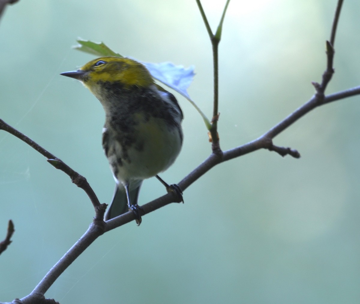 Black-throated Green Warbler - ML642114293