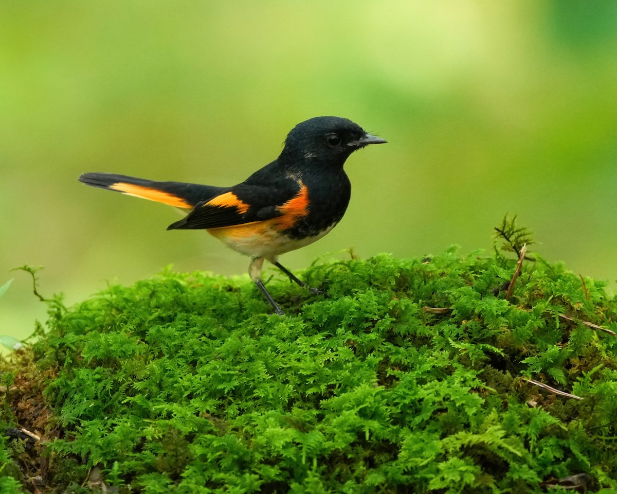 American Redstart - ML642114310