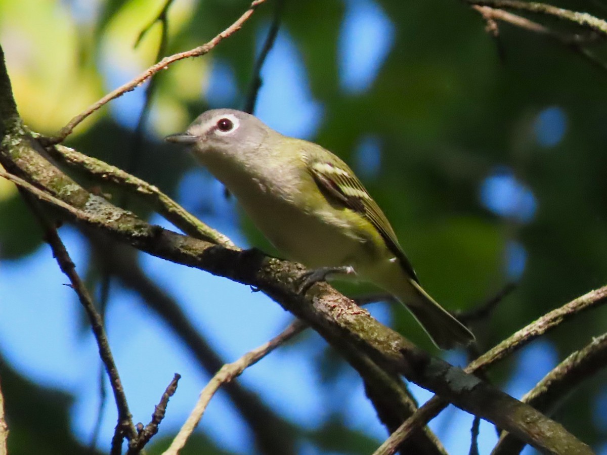 Blue-headed Vireo - ML642114329