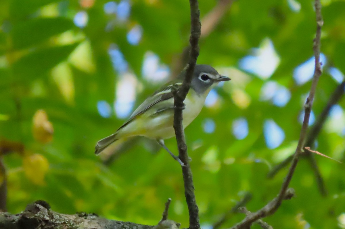 Blue-headed Vireo - ML642114330