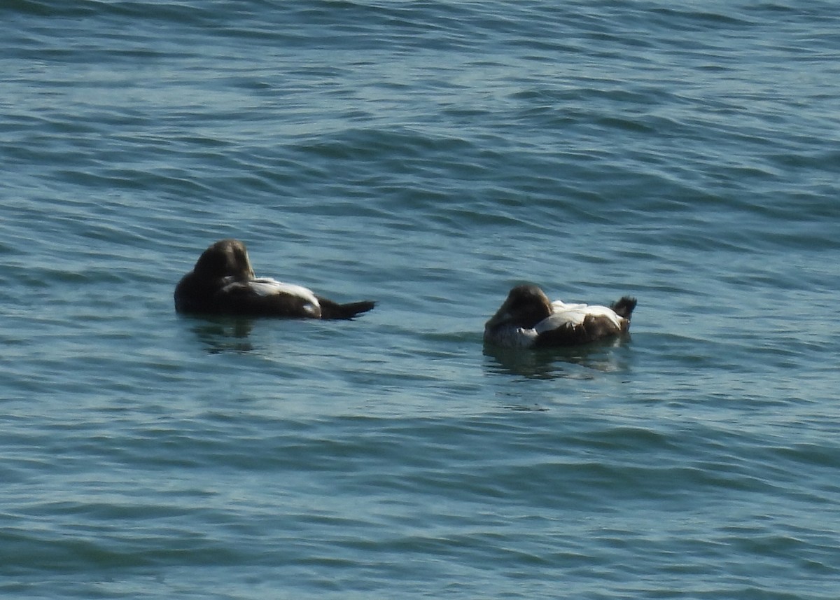 Common Eider - ML642114331