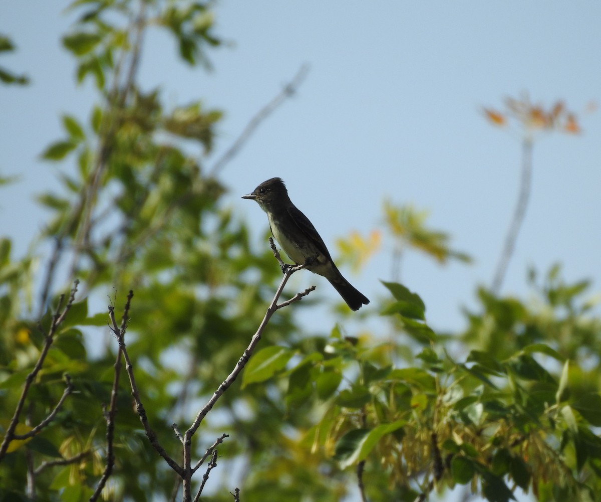 Olive-sided Flycatcher - ML642114340