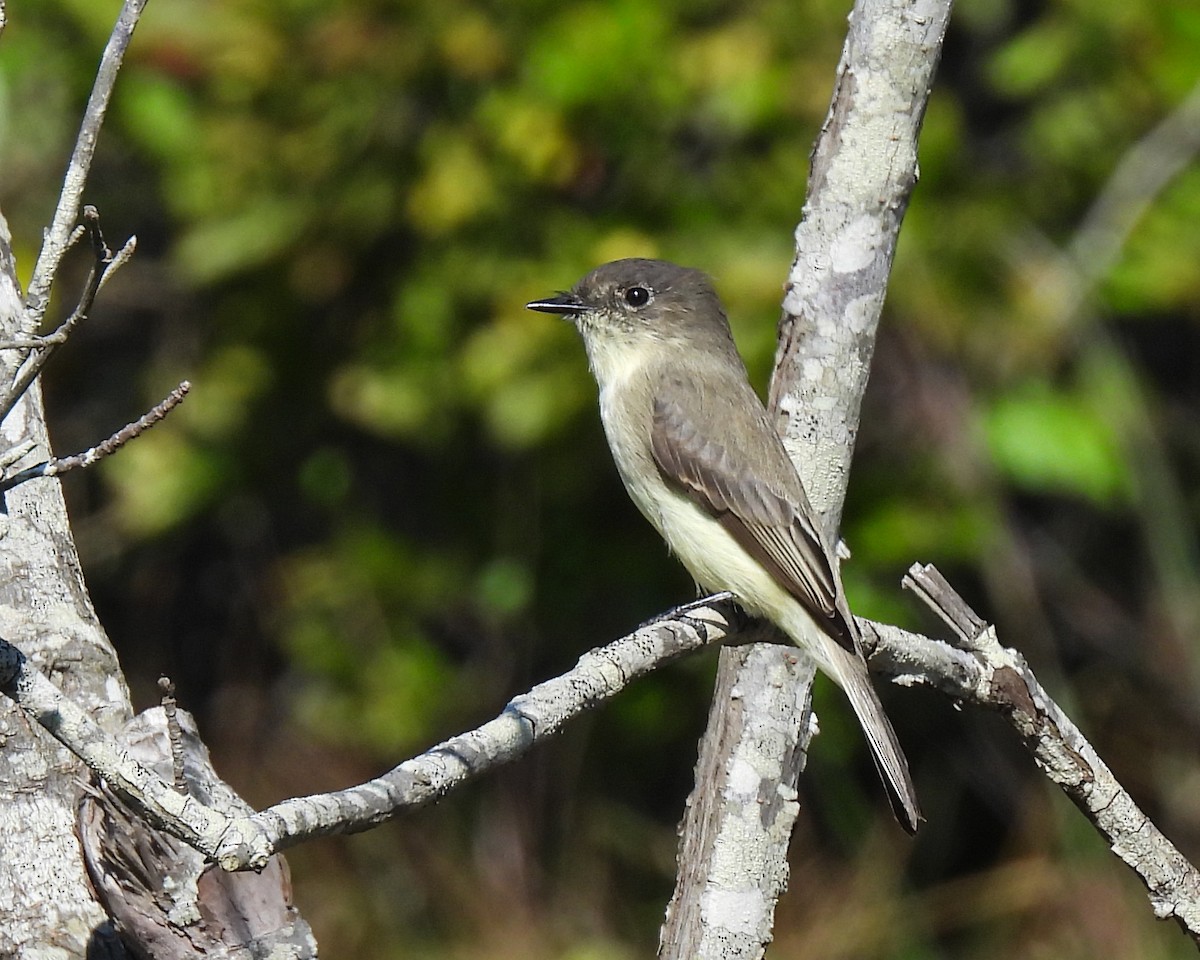 Eastern Phoebe - ML642114344