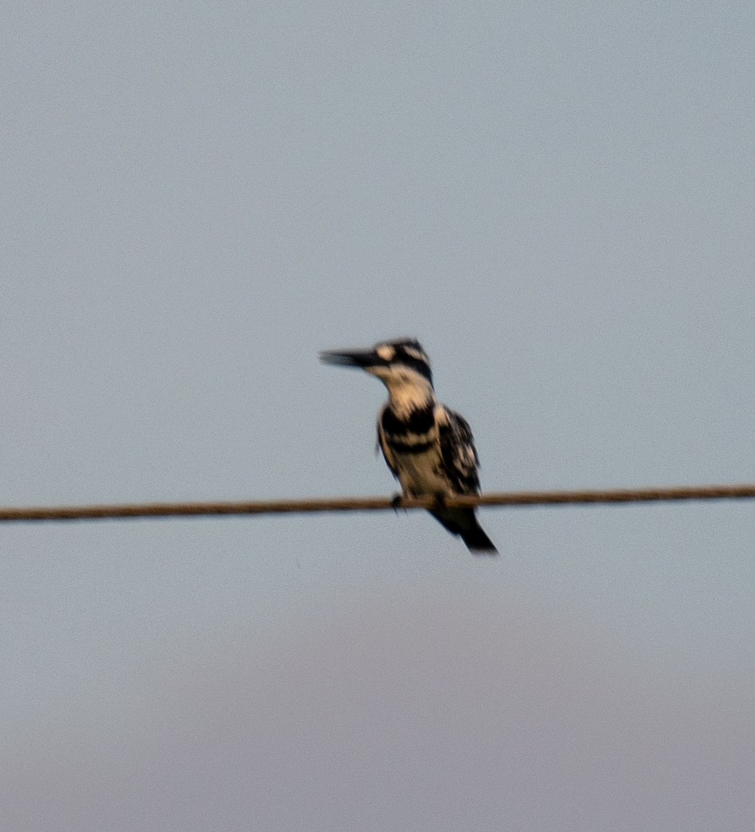 Pied Kingfisher - ML642114350