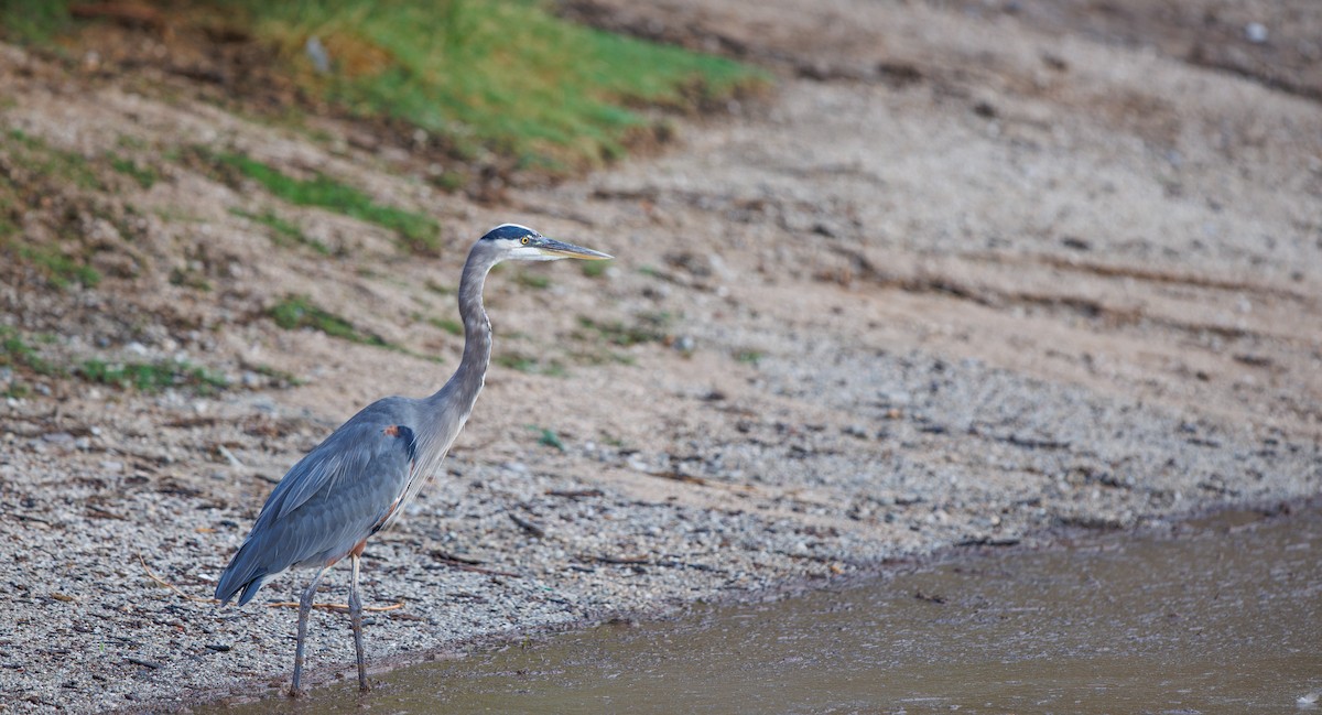Garza Azulada (grupo herodias) - ML642114360