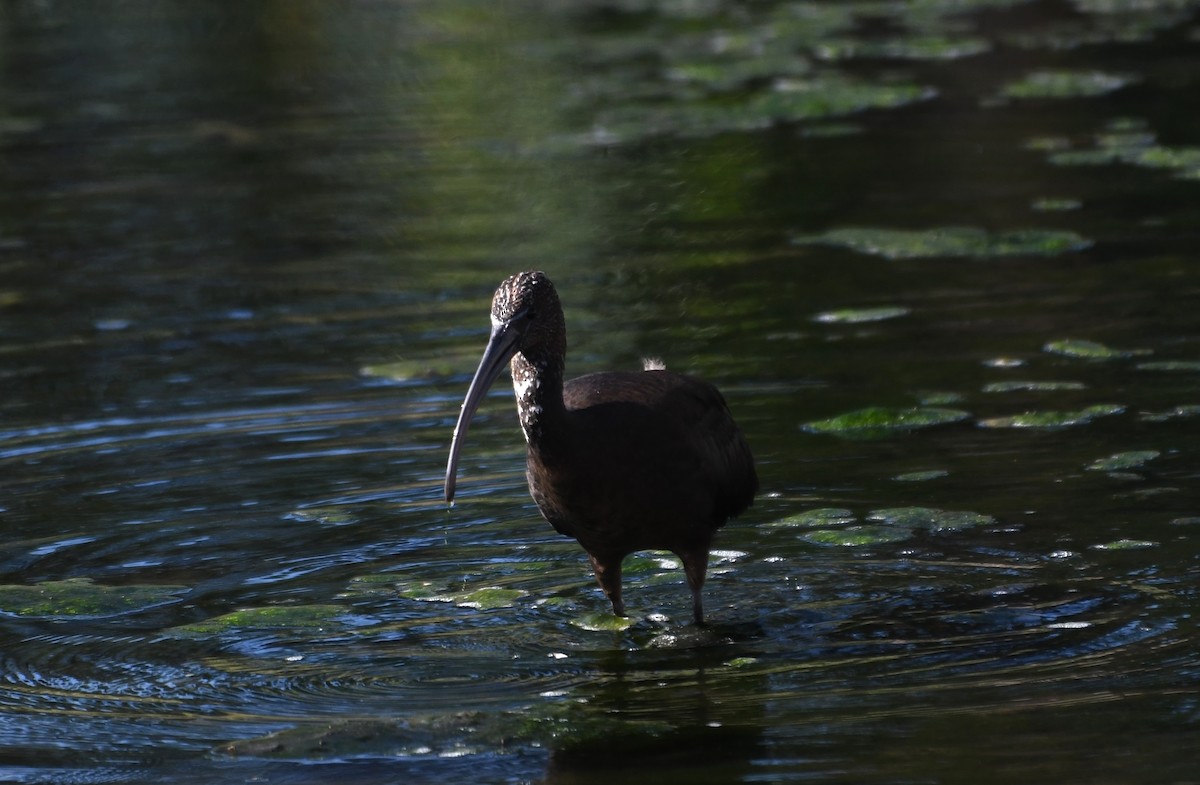 Glossy Ibis - ML642114363