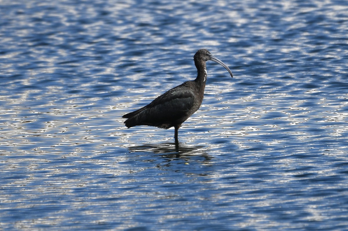 Glossy Ibis - ML642114364