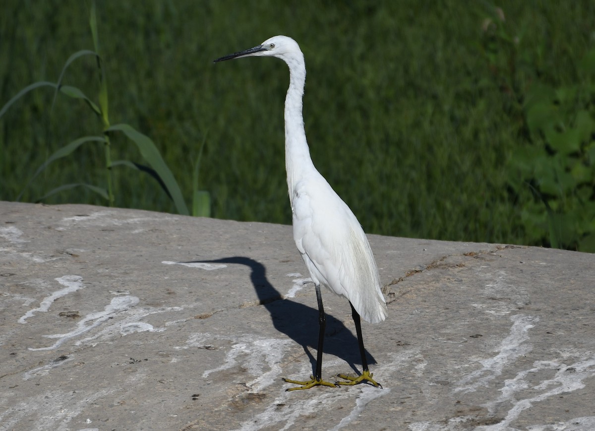 Little Egret - ML642114365