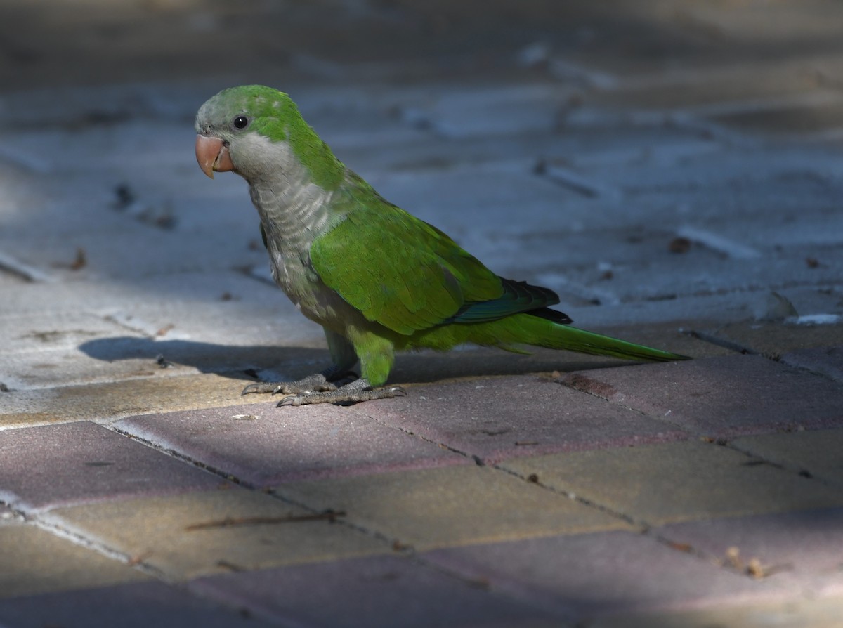 Monk Parakeet - ML642114366