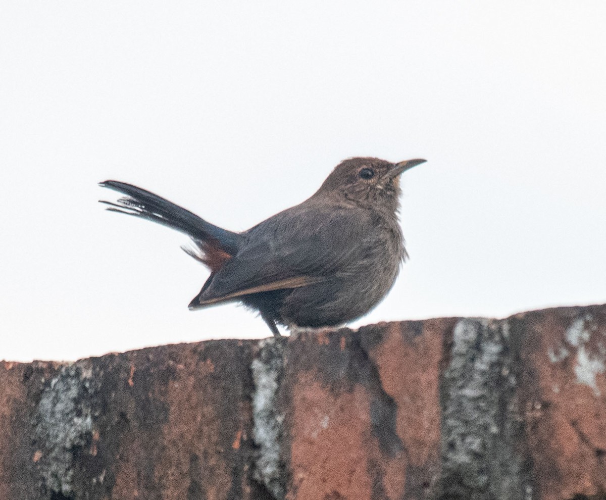 Indian Robin - ML642114376