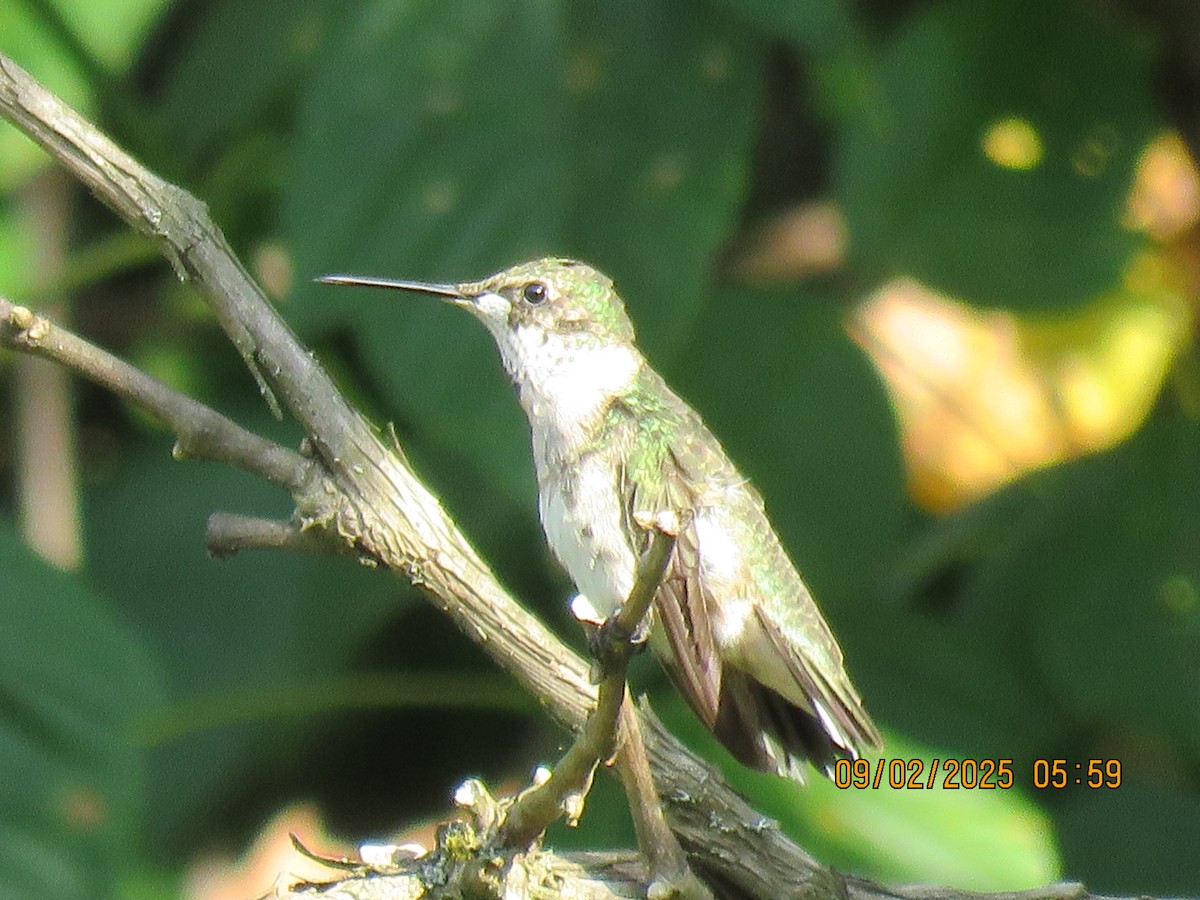 Ruby-throated Hummingbird - ML642114380