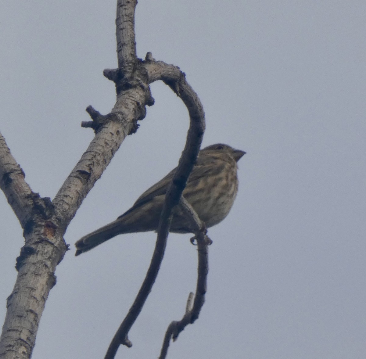 House Finch - ML642114382